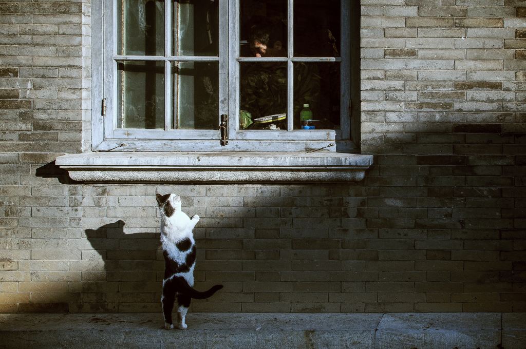 Image is a black and white cat standing on hind legs trying to see into a window of a house. 
