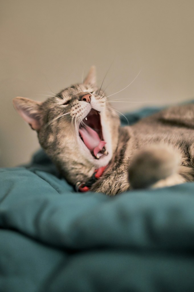 A brown cat is yawning, lying on a green cushion.